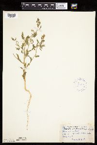 Cycloloma atriplicifolium image