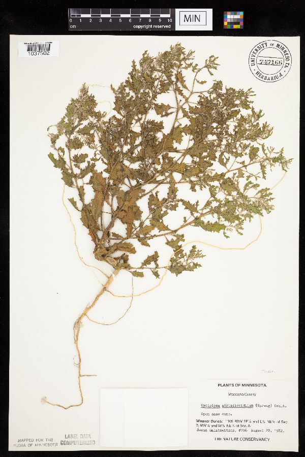 Cycloloma atriplicifolium image