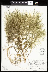 Cycloloma atriplicifolium image