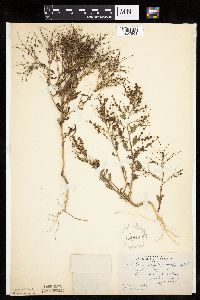 Cycloloma atriplicifolium image