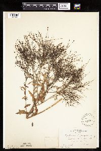 Cycloloma atriplicifolium image