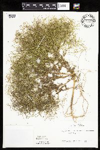 Cycloloma atriplicifolium image