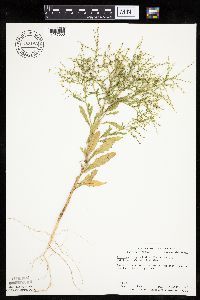 Cycloloma atriplicifolium image