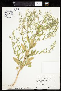 Cycloloma atriplicifolium image