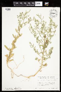 Cycloloma atriplicifolium image