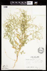 Cycloloma atriplicifolium image