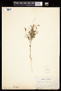 Cycloloma atriplicifolium image