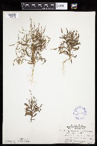 Cycloloma atriplicifolium image