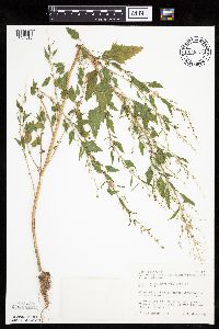 Cycloloma atriplicifolium image