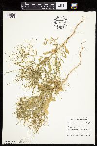 Cycloloma atriplicifolium image