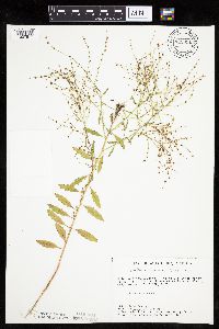Cycloloma atriplicifolium image
