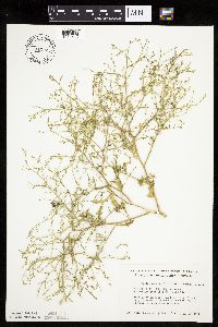 Cycloloma atriplicifolium image