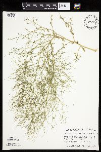 Cycloloma atriplicifolium image