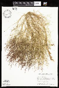 Cycloloma atriplicifolium image