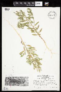 Cycloloma atriplicifolium image
