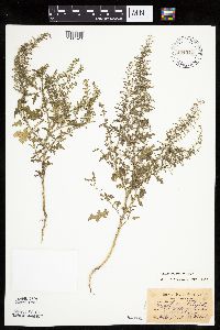 Dysphania botrys image