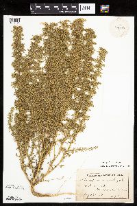 Dysphania botrys image