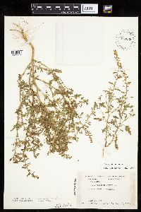 Dysphania botrys image