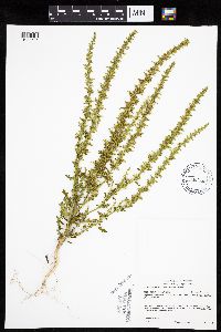 Dysphania botrys image