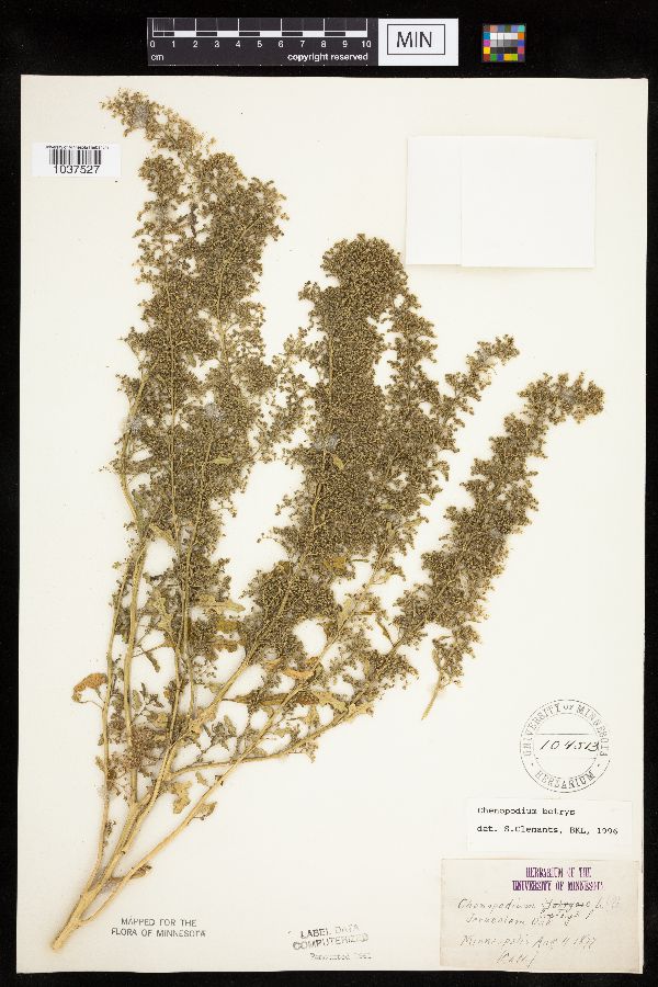 Dysphania botrys image