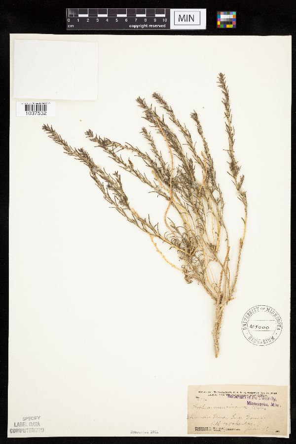 Kochia americana image