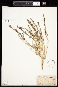 Media resource of Kochia americana