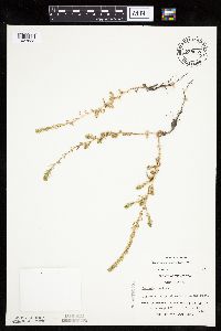 Kochia scoparia image