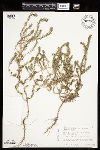 Kochia scoparia image