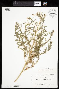 Kochia scoparia image