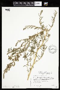 Kochia scoparia image