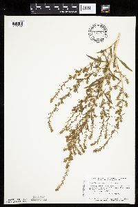 Kochia scoparia image