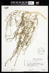 Kochia scoparia image