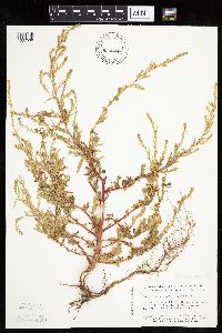 Kochia scoparia image