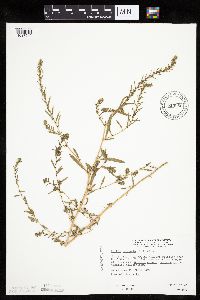 thumbnail image of current specimen