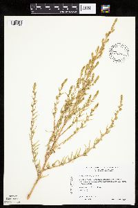 Kochia scoparia image