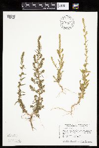 Kochia scoparia image
