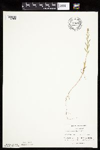 Kochia scoparia image
