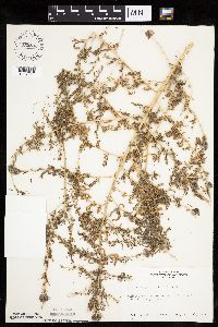 Kochia scoparia image