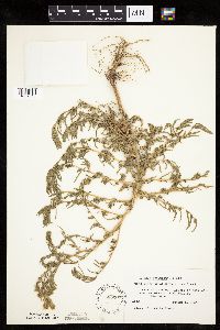 Kochia scoparia image