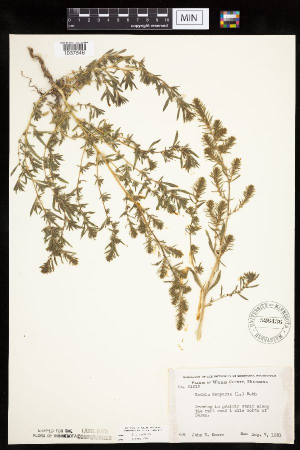 Kochia scoparia image
