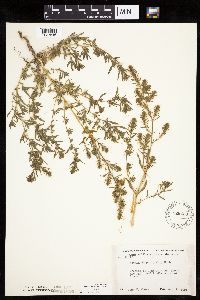 Thumbnail image of current specimen
