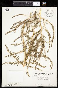 Kochia scoparia image