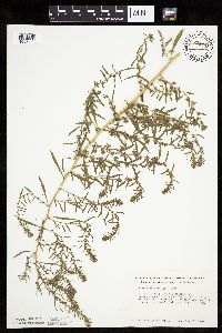 Kochia scoparia image