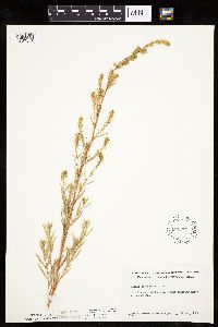 Kochia scoparia image