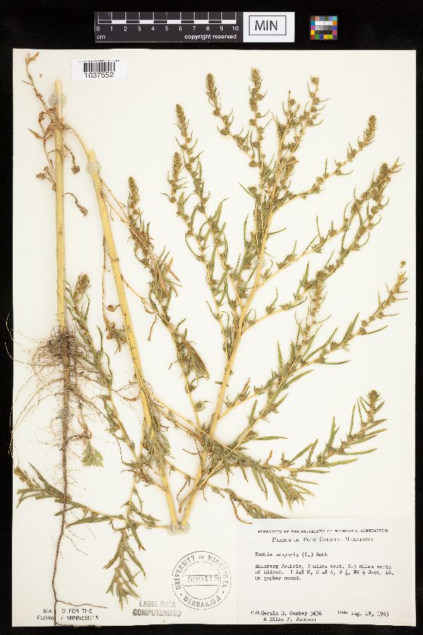 Kochia scoparia subsp. scoparia image