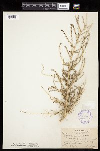 Kochia scoparia image