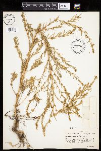 Kochia scoparia image