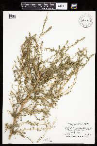 Kochia scoparia image