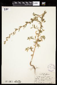 Kochia scoparia image