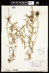 thumbnail image of current specimen